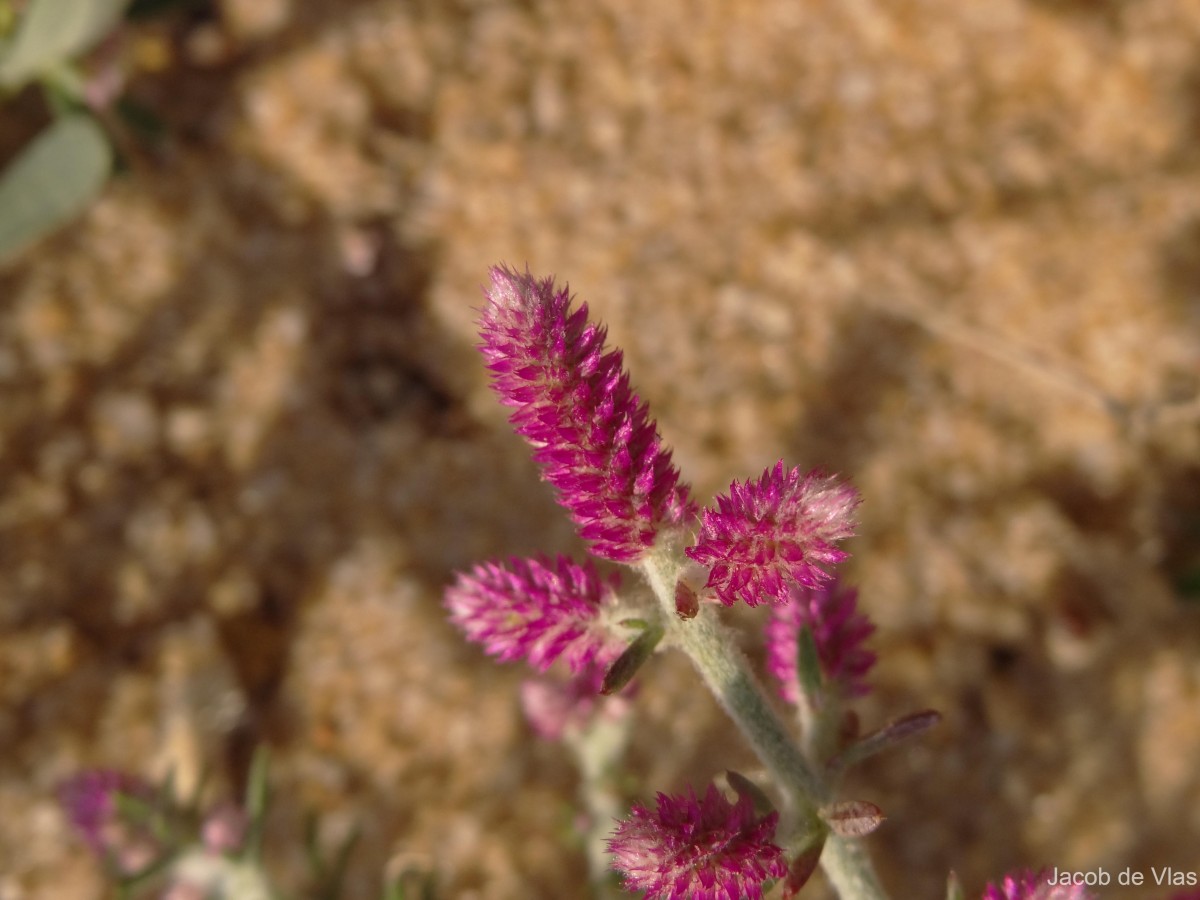 Trichuriella monsoniae (L.f.) Bennet